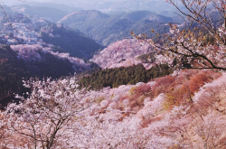 吉野山-日本樱花盛放的绝美胜地