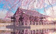 旅游网-泰国旅游_泰国最受年轻人欢迎欣赏樱花旅游景点