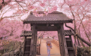 旅游网-樱花季去日本旅游_东京最古老的浅草寺新年参拜