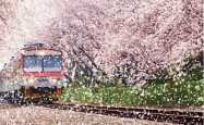 旅游网-去韩国旅游去哪里看樱花？游客们不可错过的五个景点
