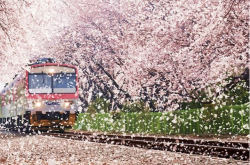 旅游网-去韩国旅游去哪里看樱花？游客们不可错过的五个景点