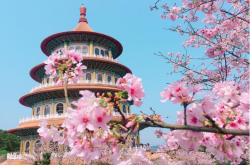 旅游网-台湾旅游-台湾最受欢迎的欣赏樱花景点