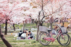 旅游网-3月至6月去日本旅游有什么体验？ 探索6个春季著名赏花公园