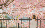 旅游网-去日本旅游参加4天4夜日本之游_在东京欣赏浪漫樱花